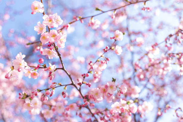 istock Amazing pink cherry blossoms on the Sakura tree in a blue sky. 1219193644
