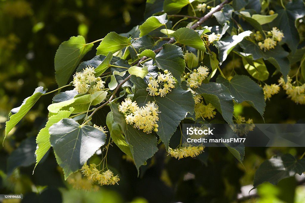 Close-up image of Linden tree blossoms on a branch linden tree Lime Tree - Tilia Stock Photo