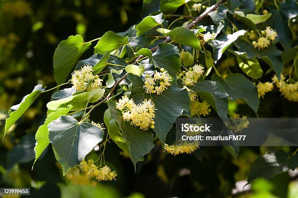 Closeup Image Of Linden Tree Blossoms On A Branch Stock Photo - Download Image Now - Lime Tree - Tilia, Blossom, Tree