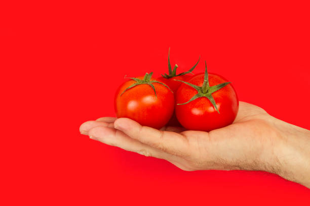 istock Man hand holding three tomatoes with leaves 1219195719