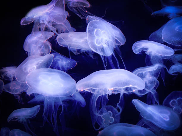 istock White jelly fish floating on blue sea background. 1219195932