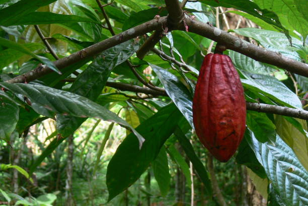 istock Cocoa beans hanging from the cocoa tree in Bali, Indonesia 1219196068
