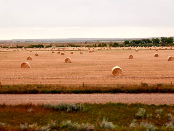 istock Hayfield in big sky country 1219197072
