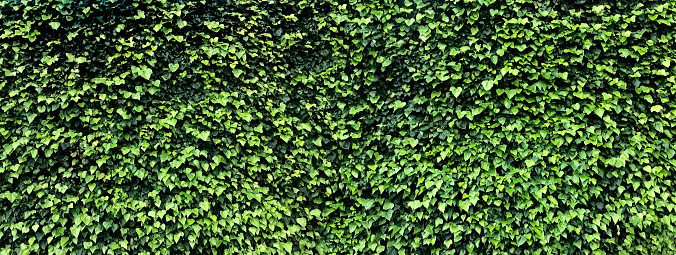 Wall of ivy provides a lush, green backdrop.