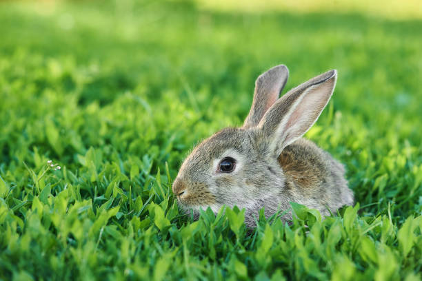 istock Grey rabbit sits in green grass outdoor 1219198750