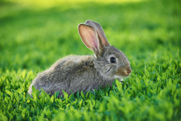 istock Cute little grey rabbit sits in green grass outdoor 1219198770