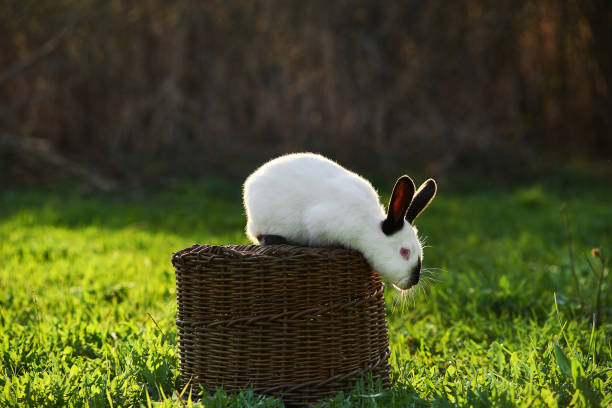 istock Beautiful white rabbit on a natural green background 1219198803