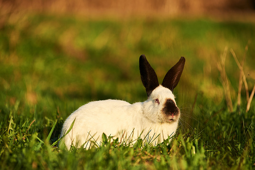 Decorative breed of rabbits. Californian rabbit sits on green grass