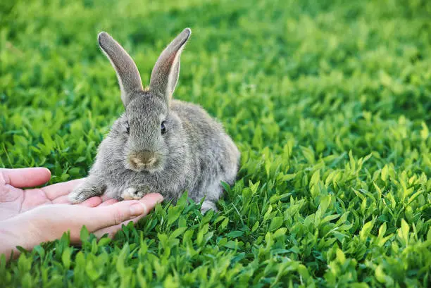 Photo of Female hands stroking a little grey rabbit