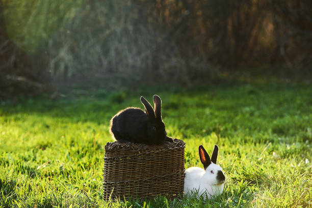 istock Two black and white rabbits in green grass outdoor 1219198879