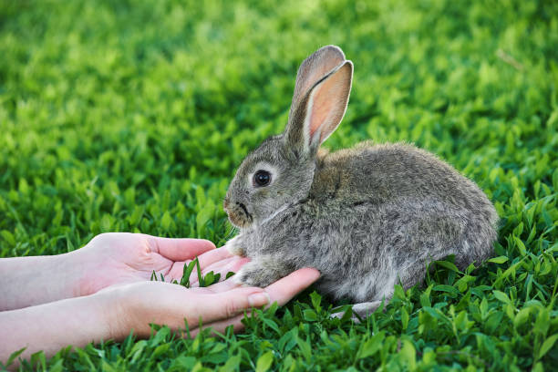istock Female hands hold and stroke a little grey rabbit 1219198926