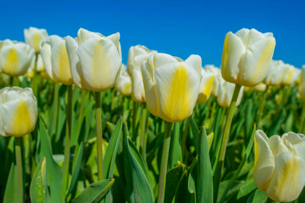 istock Tulips in an agricultural field below a blue sky in sunlight in spring 1219198950