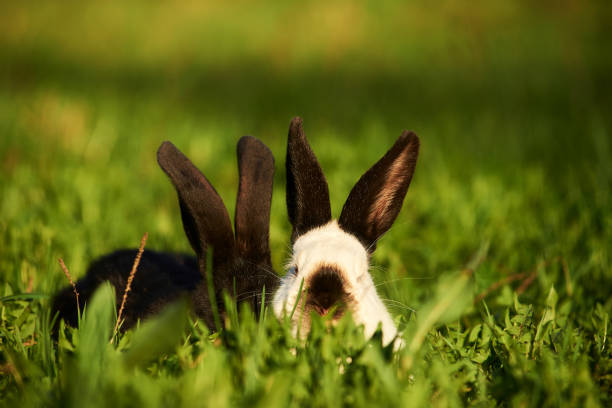 Image of two rabbits black and white peep out of the grass