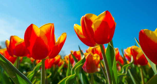 istock Tulips in an agricultural field below a blue sky in sunlight in spring 1219198978