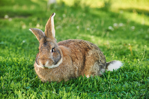 Belgian Flanders or Giant Rabbit sitting on green grass