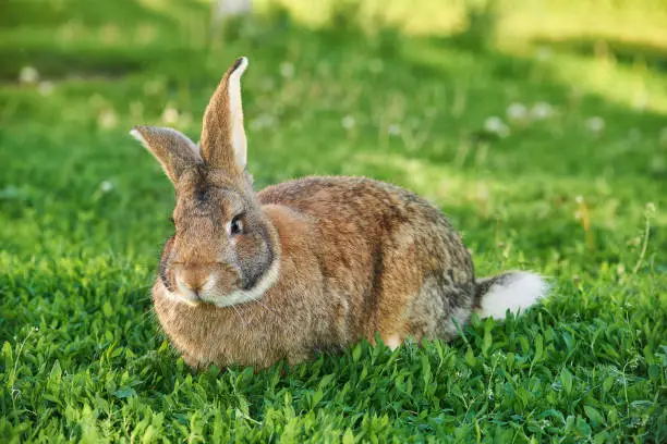 Belgian Flanders or Giant Rabbit sitting on green grass lawn at backyard. Easter nature and animal bokeh background