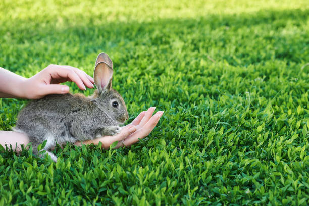 istock Hand female stroking small grey domestic rabbit outdoor 1219199051