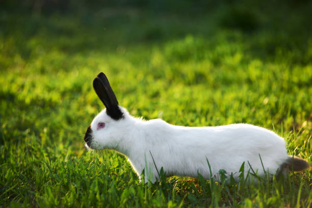 istock Portrait of a cute fluffy white rabbit with ears 1219199064