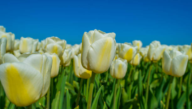 istock Tulips in an agricultural field below a blue sky in sunlight in spring 1219199936