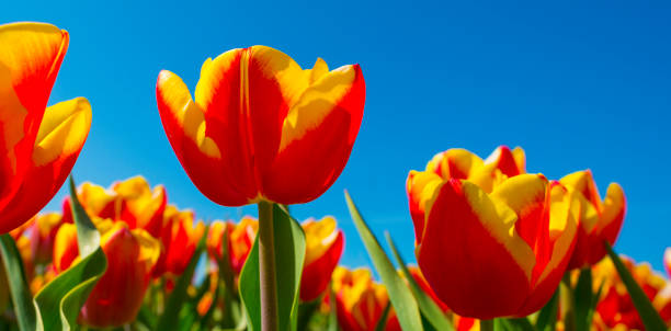 istock Tulips in an agricultural field below a blue sky in sunlight in spring 1219200375