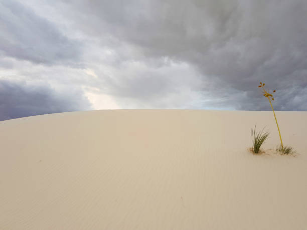 istock White Sands sand dunes in New Mexico 1219200378