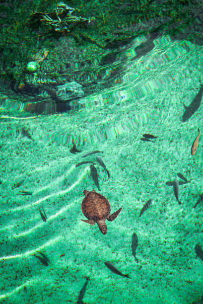 Young Green Sea Turtle, Overhead View