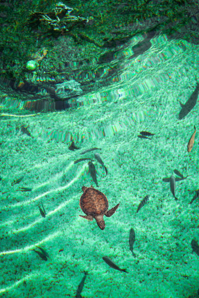 Green Sea Turtle Swimming Underwater Young Green Sea Turtle, Overhead View fish swimming from above stock pictures, royalty-free photos & images