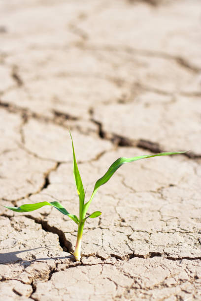 istock new life - fresh plant in desert 121920060