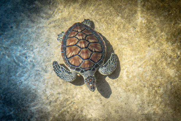 Green Sea Turtle Swimming Underwater Young Green Sea Turtle, Overhead View fish swimming from above stock pictures, royalty-free photos & images