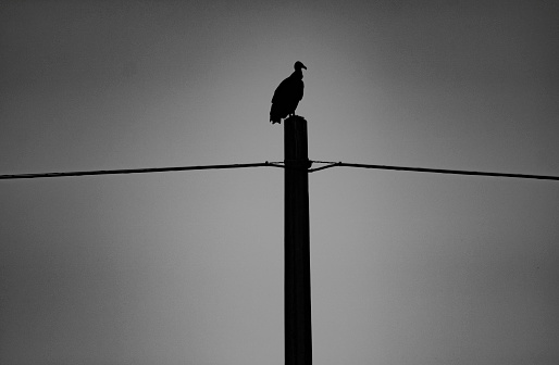A crow stopped at a street lamp.