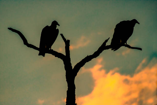 istock Vultures silhouettes on top of a tree 1219200797