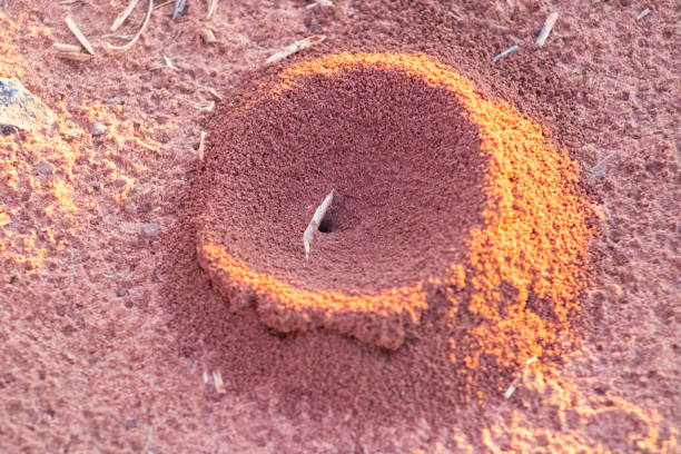 małe mrowisko - anthill macro ant food zdjęcia i obrazy z banku zdjęć