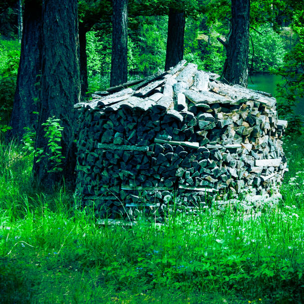 dry wooden material stacked in forest a sunny day