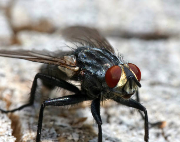 istock Extreme close-up of a fly sitting on a stone. 1219201620