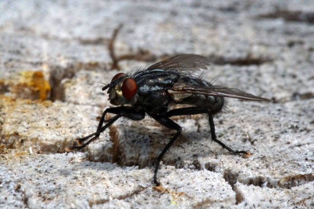 istock Extreme close-up of a fly sitting on a stone. 1219201707