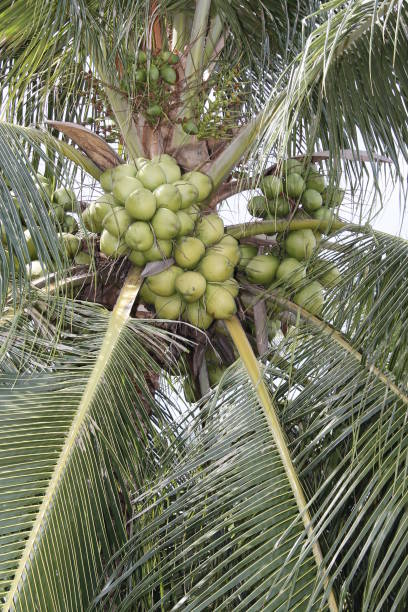 conde, bahia / brazil - july 17, 2013: Coconut plantation on farm in the city of Conde. The fruit is used to extract water and vegetable oil.