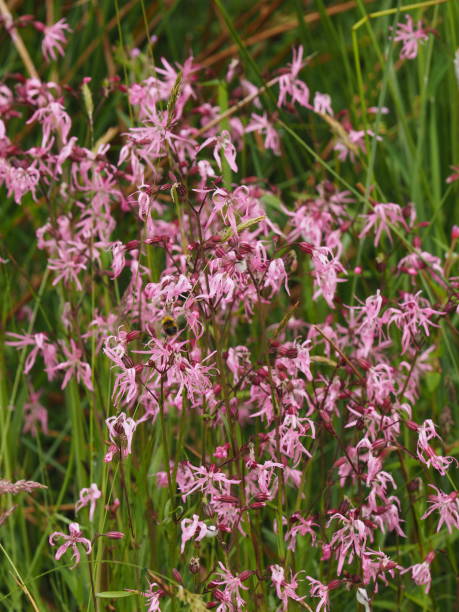 istock Many flowers of Ragged Robin 1219202031
