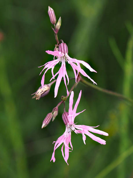 istock Two flowers of Ragged Robin 1219202344