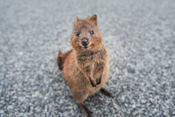 Quokka posing and smiling at camera. Portrait of a funny quokka on Rottnest Island, Western Australia. The happiest animal on Earth. Close up image. endemic species photos stock pictures, royalty-free photos & images