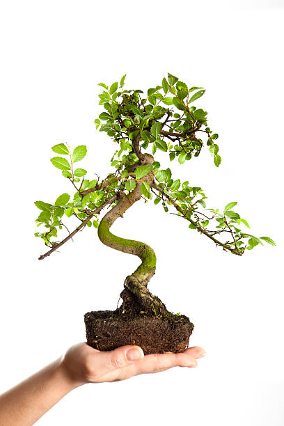 bonsai - development tree human hand bonsai tree 뉴스 사진 이미지