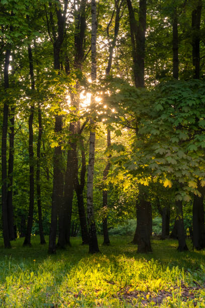 istock Summer forest scene with dark yellow sunset rays coming through green foliage. 1219203588