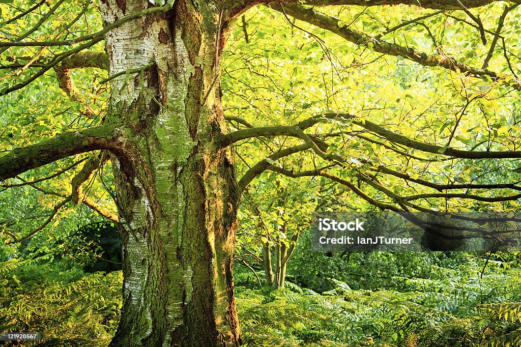 Baum im Sommer Wald mit Blätter und Farne - Lizenzfrei Adlerfarn Stock-Foto