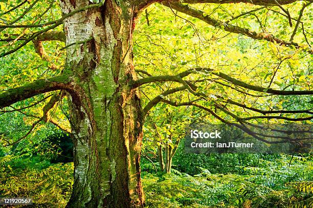 Árvore Na Floresta De Verão Com Folhas E Ferns - Fotografias de stock e mais imagens de Ao Ar Livre - Ao Ar Livre, Bétula, Casca de árvore