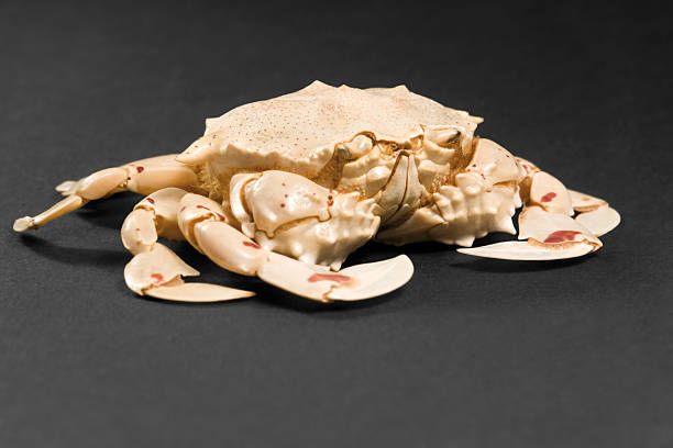 moon crab in dark ambiance