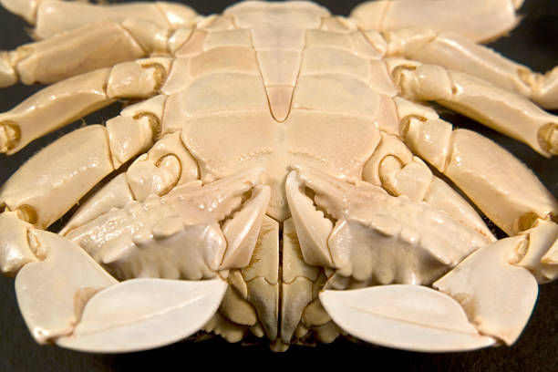 istock detail of a moon crab 121920581