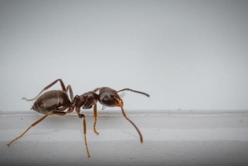 A close up of and ant side view