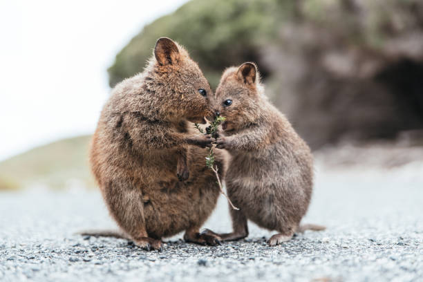 Mother and baby quokka eating green twigs. Cute quokkas on Rottnest Island, Western Australia. Animal family of Quokkas. Close up image. rottnest island photos stock pictures, royalty-free photos & images