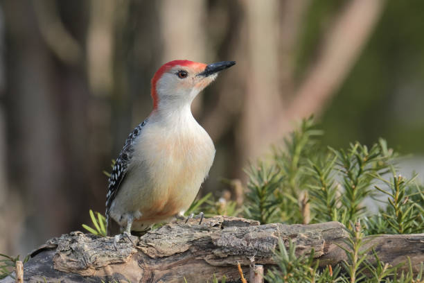 istock Red-Bellied Woodpecker 1219207164