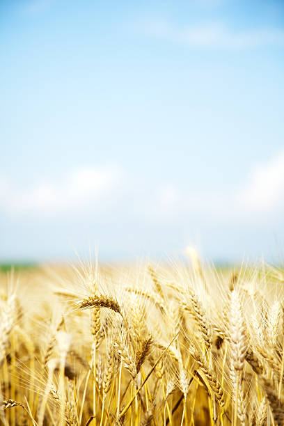 summer пшеничное поле - composition selective focus wheat field стоковые фото и изображения