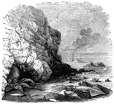 A giant pacific octopus and giant squid on the coast of British Columbia, Canada. Vintage etching circa late 19th century.